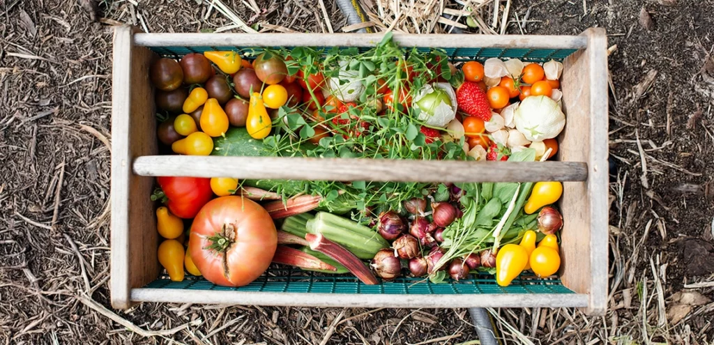 Moestuin-Smal-groente-meduim