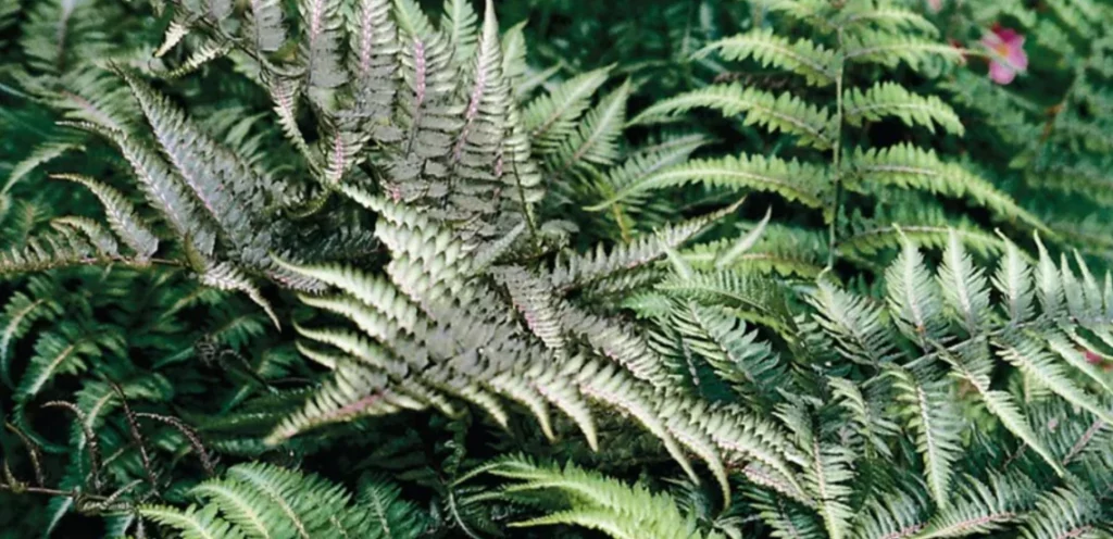 Athyrium