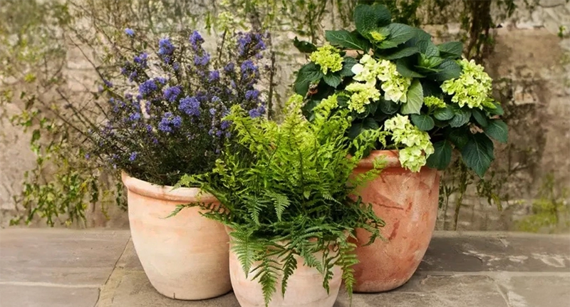 Tuinplanten die altijd werken op je veranda
