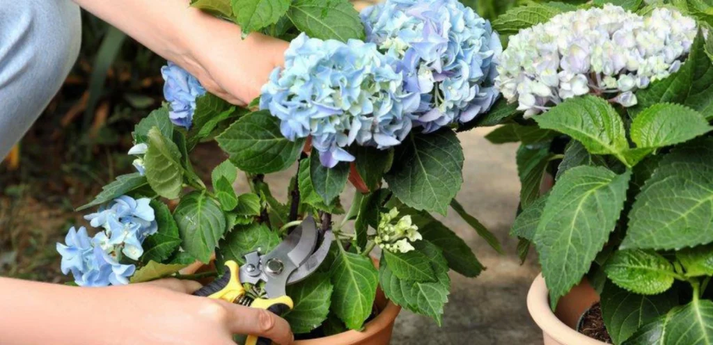 Planten voor je veranda