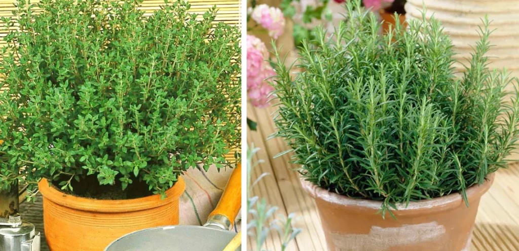 buitenplanten